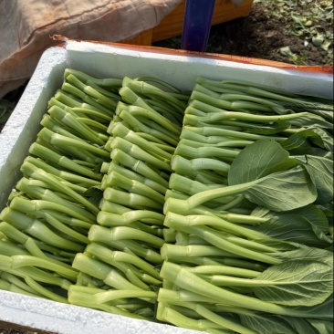 广东菜心