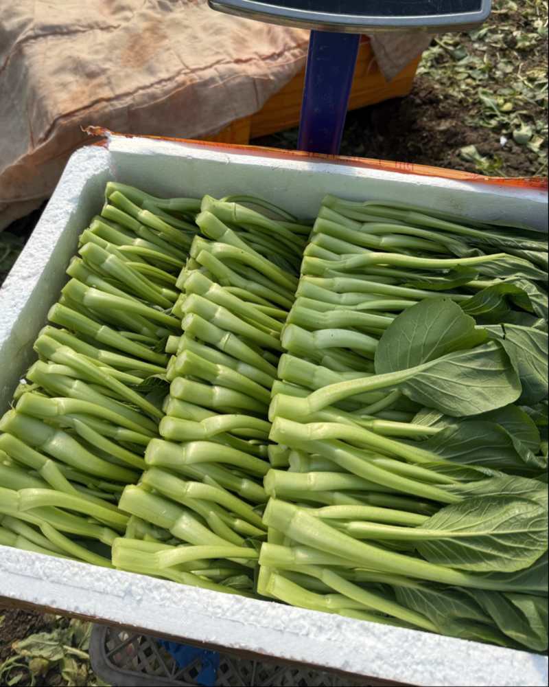 广东菜心