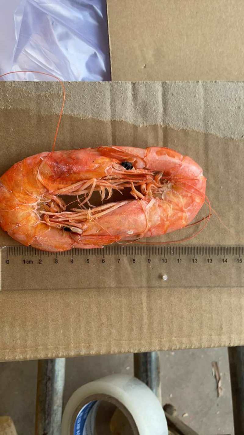 烤虾，虾干，来自鲁北海产批发市场，欢迎电商、批发商洽谈合作。