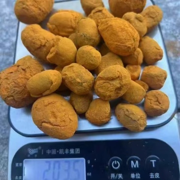 牛黄