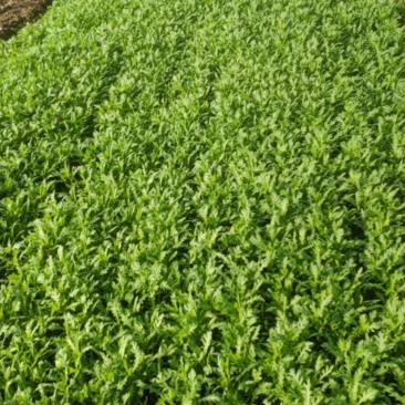 茼蒿
