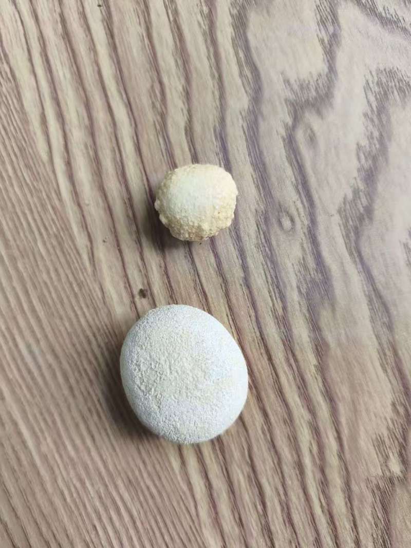 狗宝，