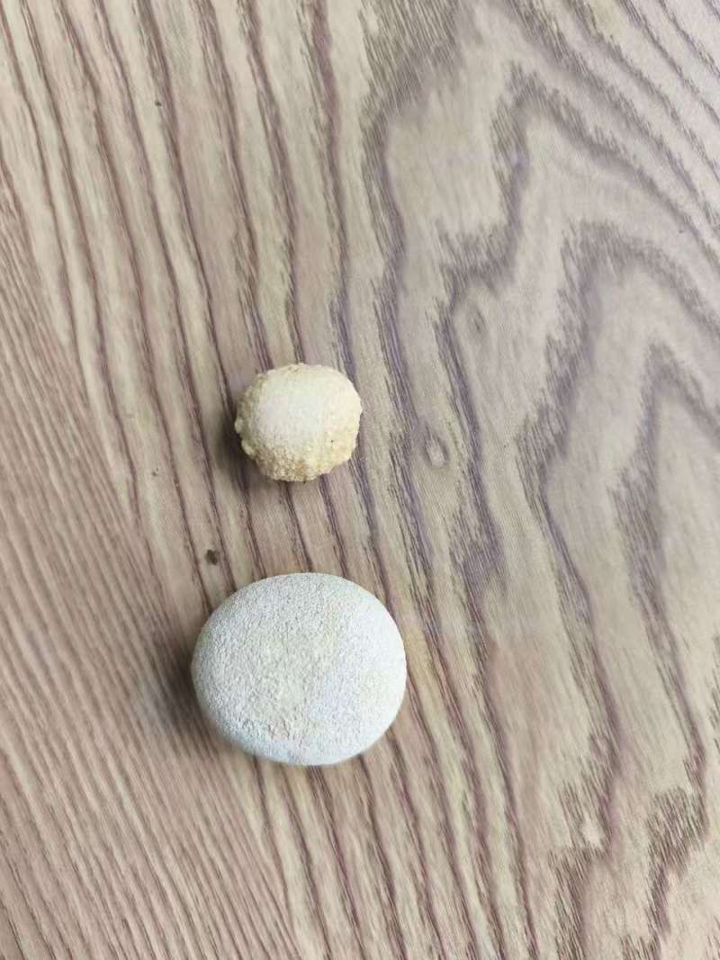 狗宝，