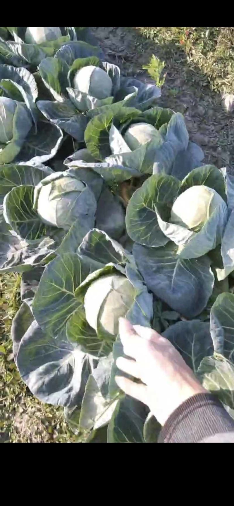 潮汕圆包菜