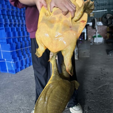 生态老甲鱼，大公大母