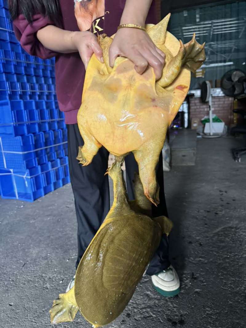生态老甲鱼，大公大母
