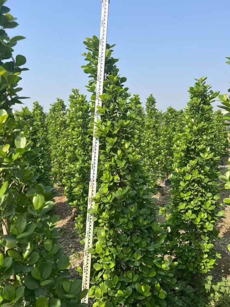 火山榕100-300，各种规格，大量低价出售