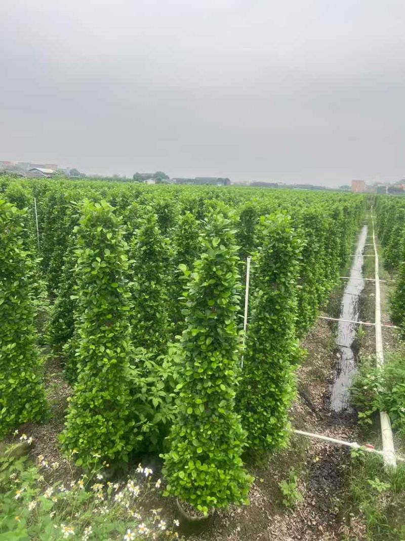 火山榕100-300，各种规格，大量低价出售