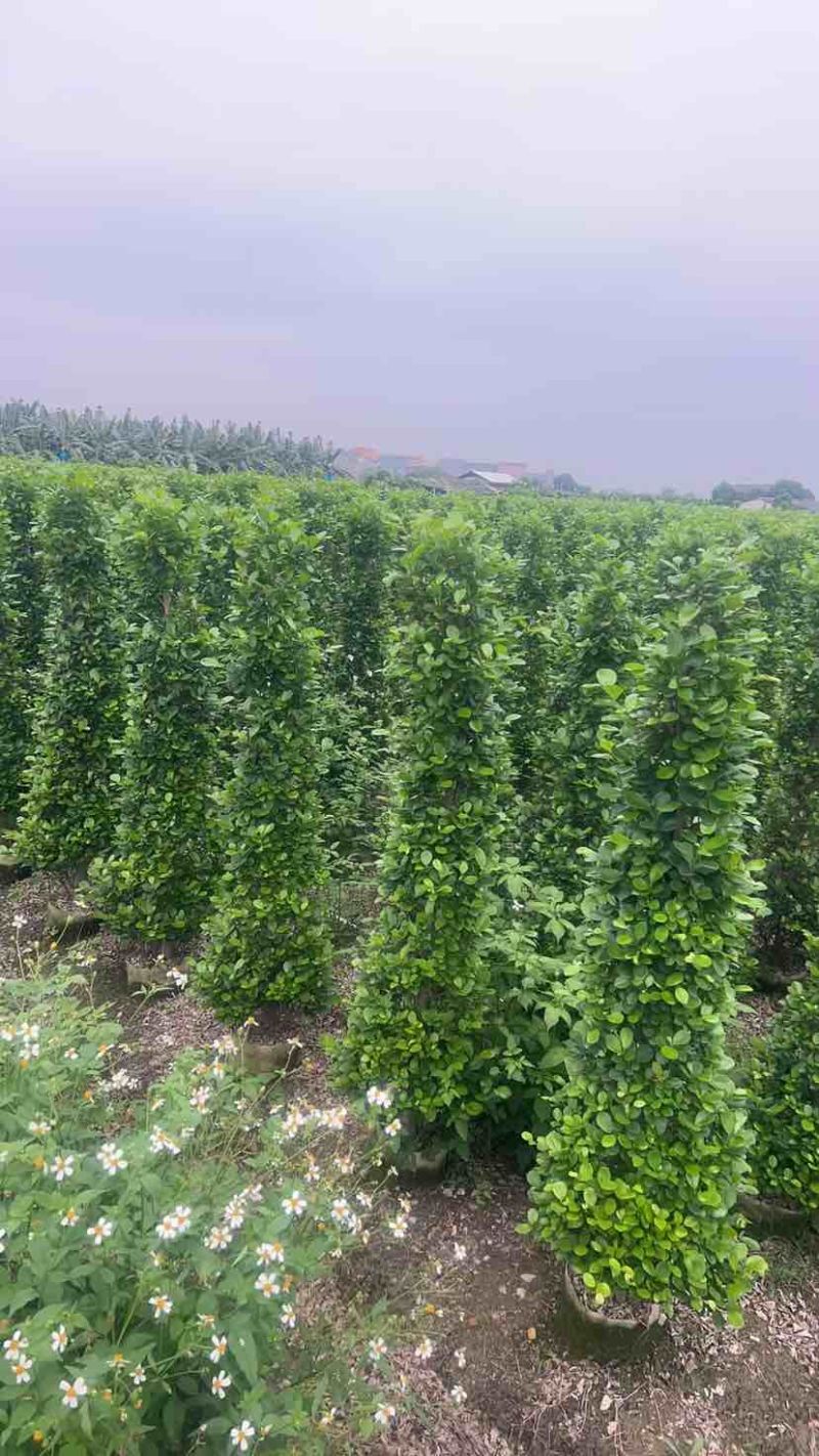 火山榕100-300，各种规格，大量低价出售