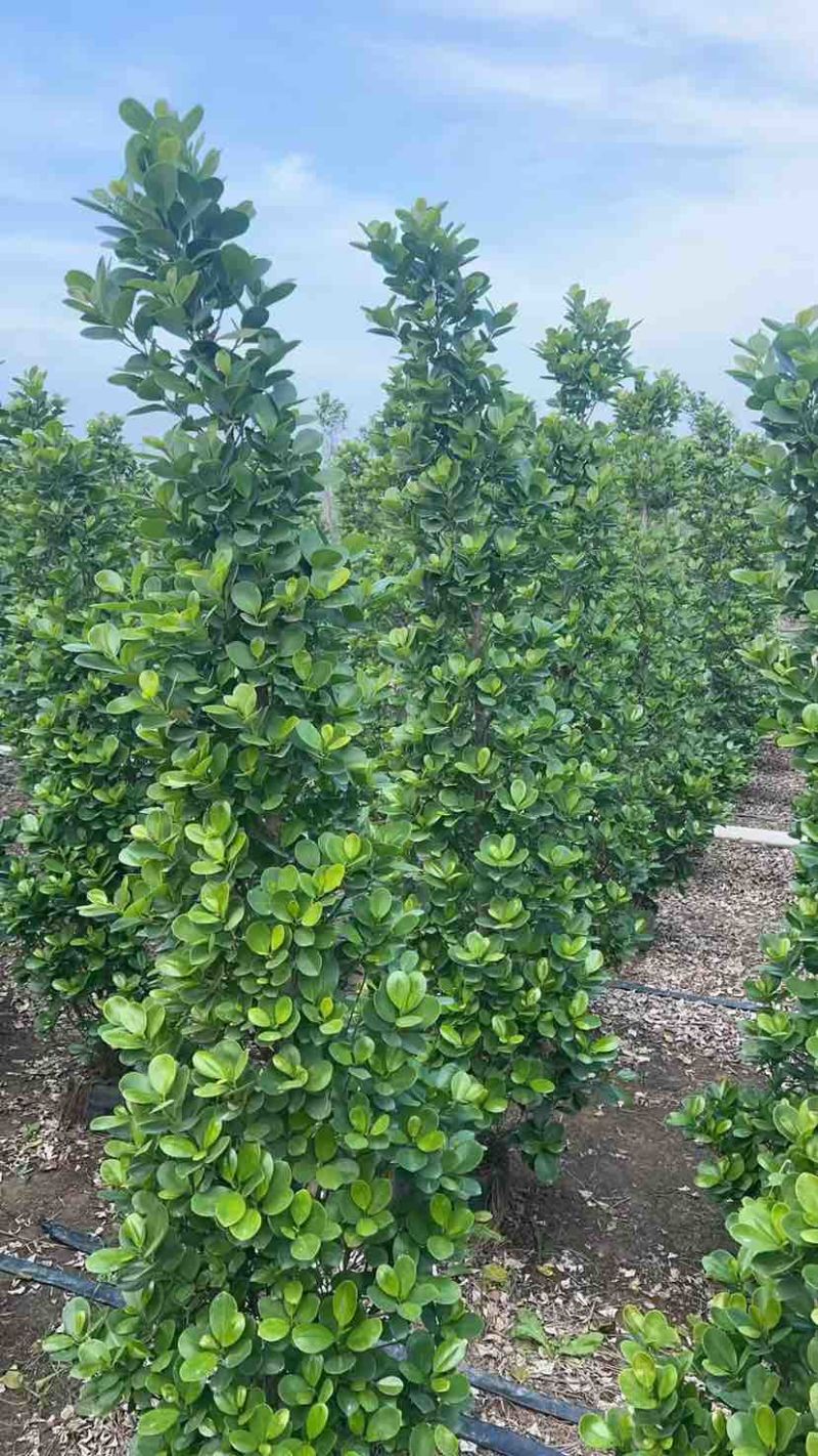 火山榕100-300，各种规格，大量低价出售