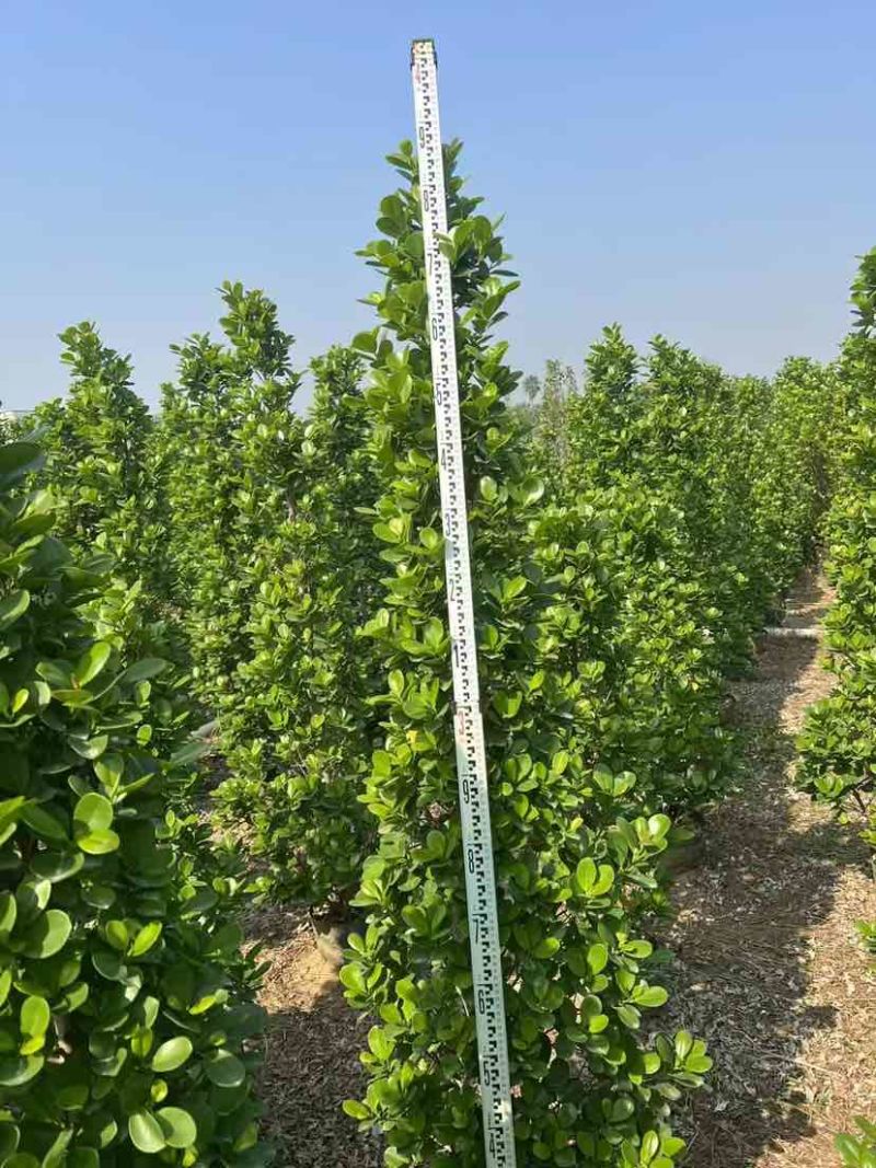 火山榕100-300，各种规格，大量低价出售