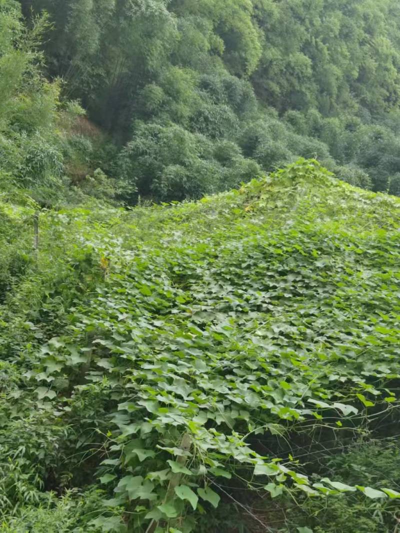 莱瓜
