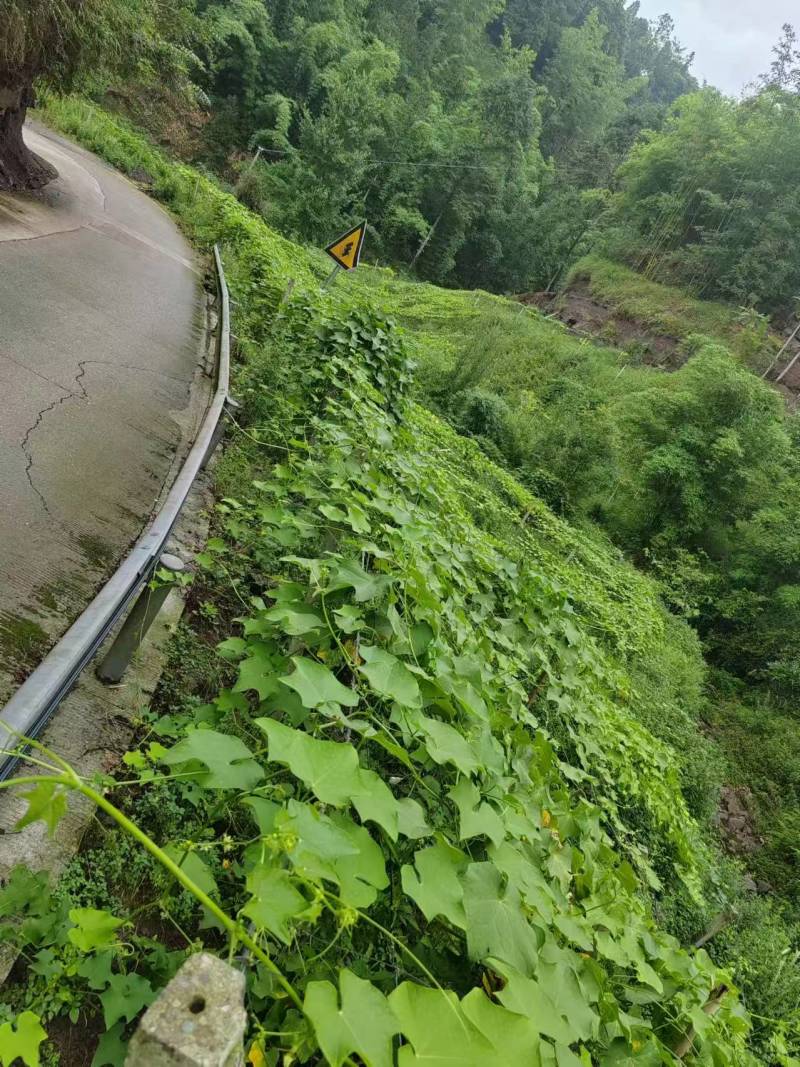 莱瓜