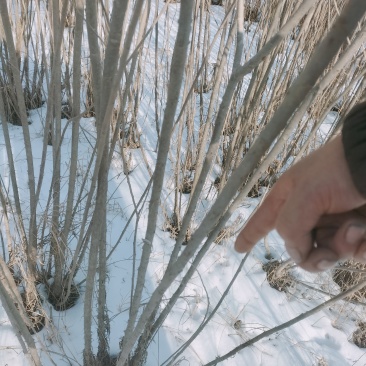 柳条，柳条段
