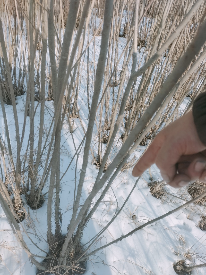 柳条，柳条段