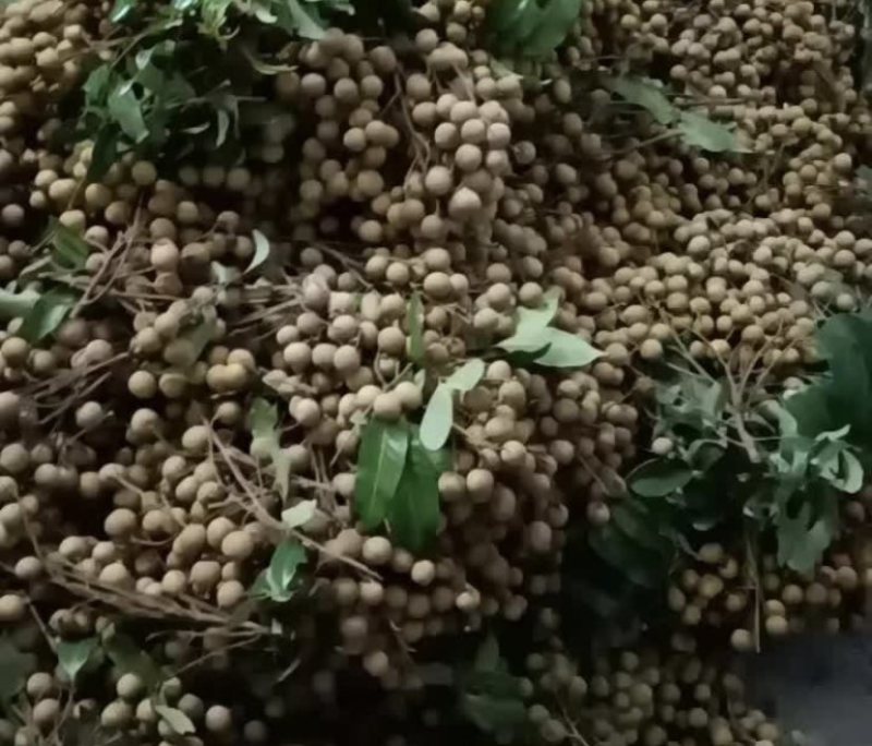 龙眼