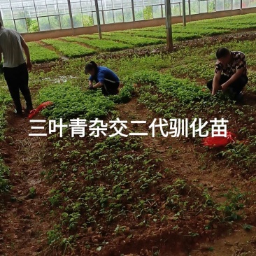 三叶青杂交驯化苗