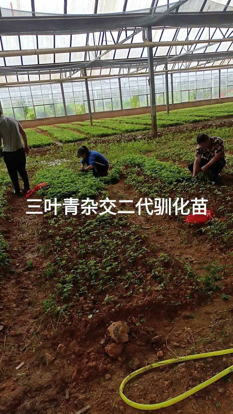 三叶青杂交驯化苗