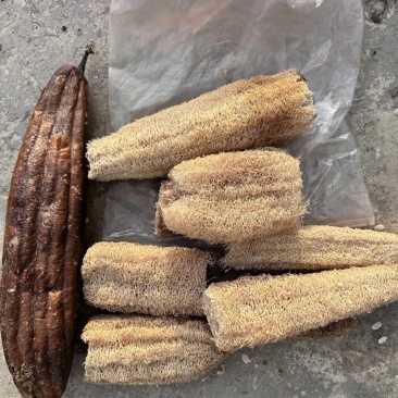 ***干丝瓜老丝瓜瓤丝瓜络，中草药通货