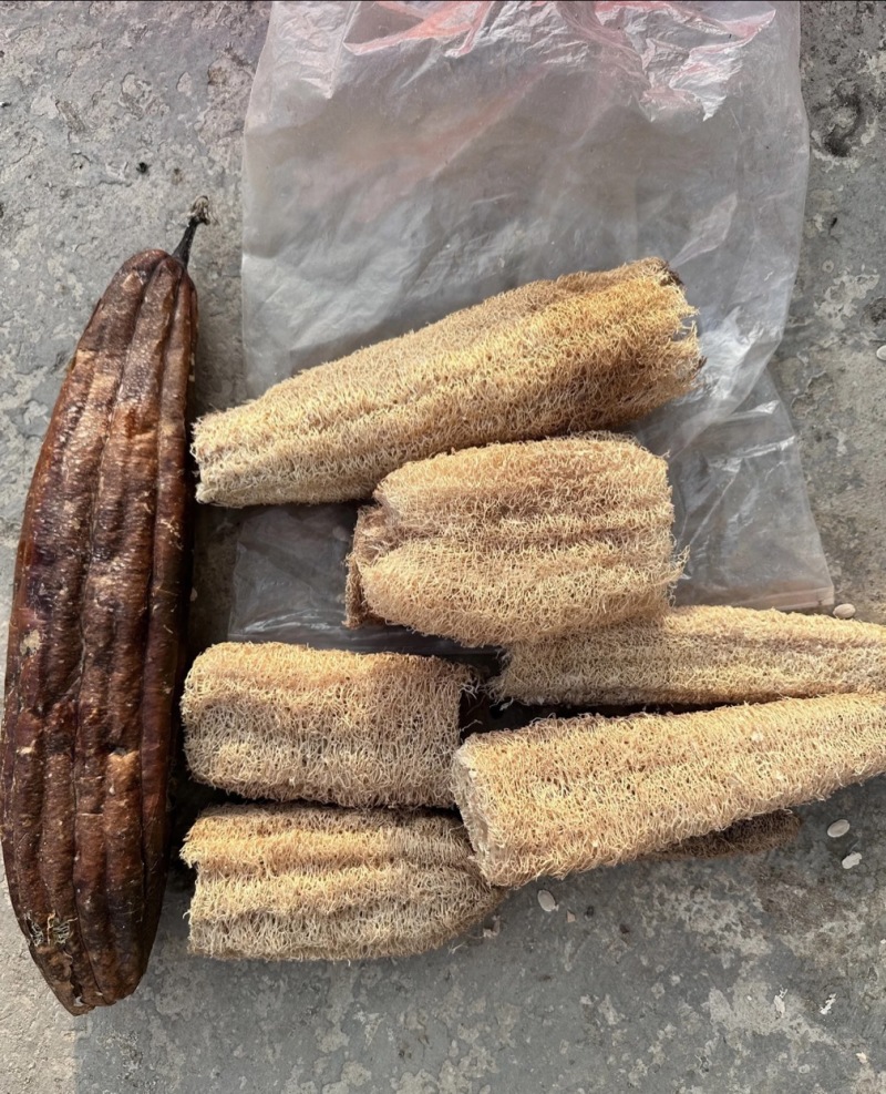 ***干丝瓜老丝瓜瓤丝瓜络，中草药通货
