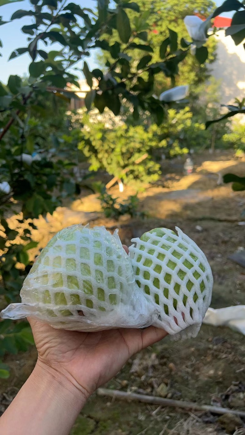 清甜芭乐