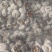野生白霜柿饼