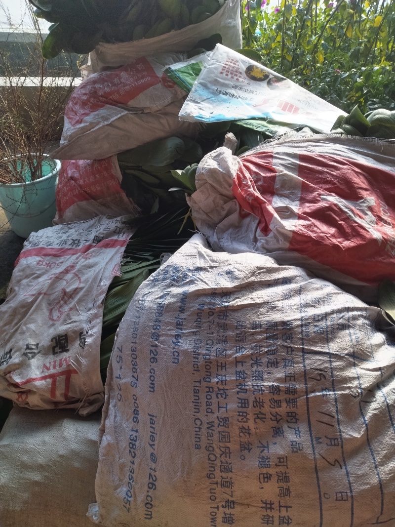 淘汰君子兰！占地兰！大量出售！