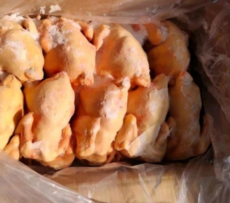 三黄鸡山东腾惠更多客户的选择冷链物流全国发货