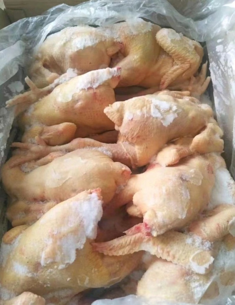 三黄鸡山东腾惠更多客户的选择冷链物流全国发货