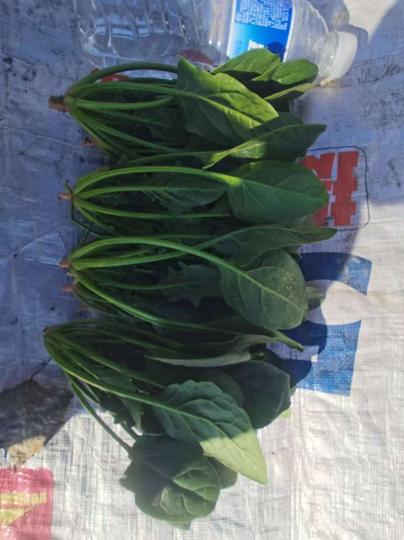 菠菜