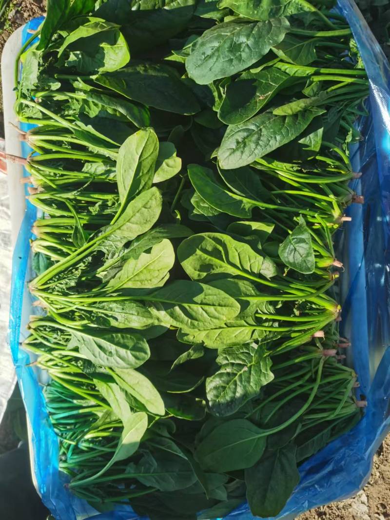 菠菜