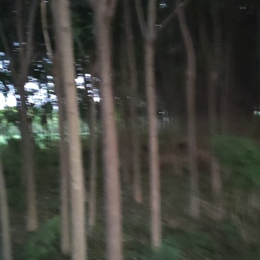 栾树12公分以上