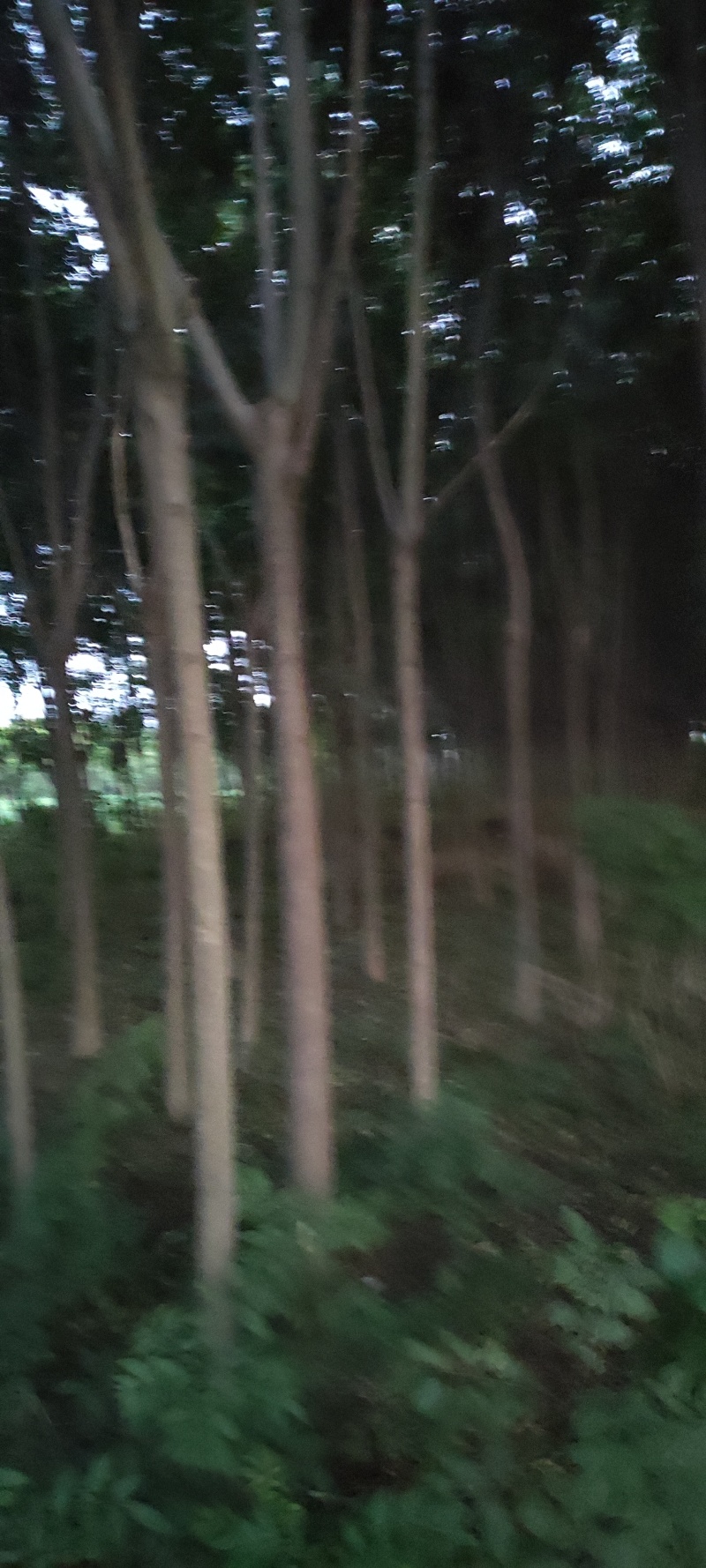 栾树12公分以上