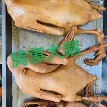 鹅鹅鹅！新到大鹅！老鹅！非常实惠！**日期！现场实拍！