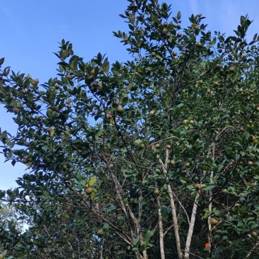 山茶油