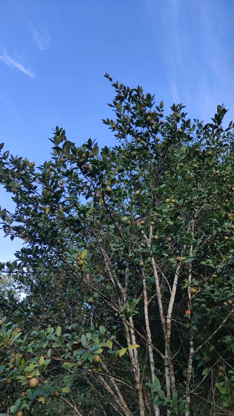 山茶油