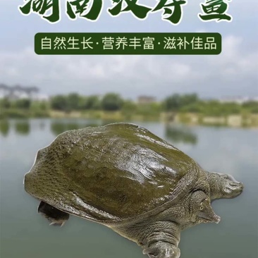 甲鱼