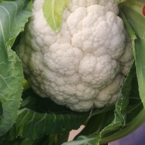 松花