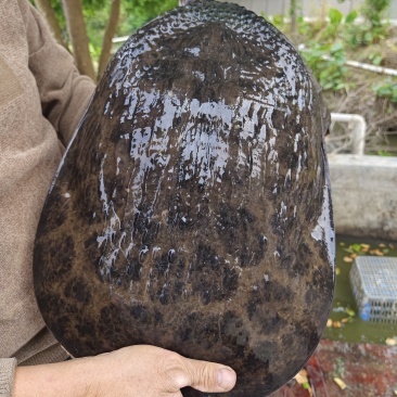 珍珠鳖出售