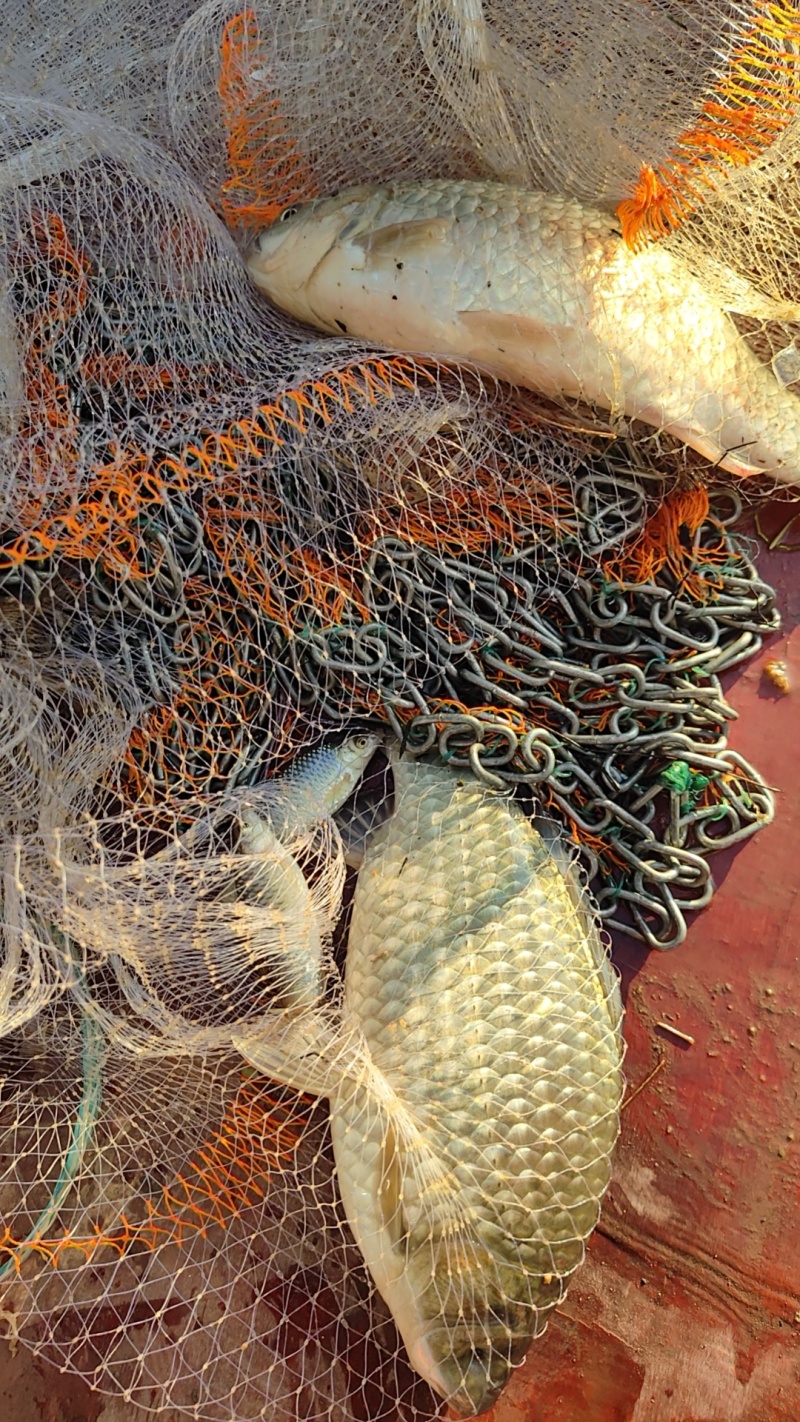 鲫鱼