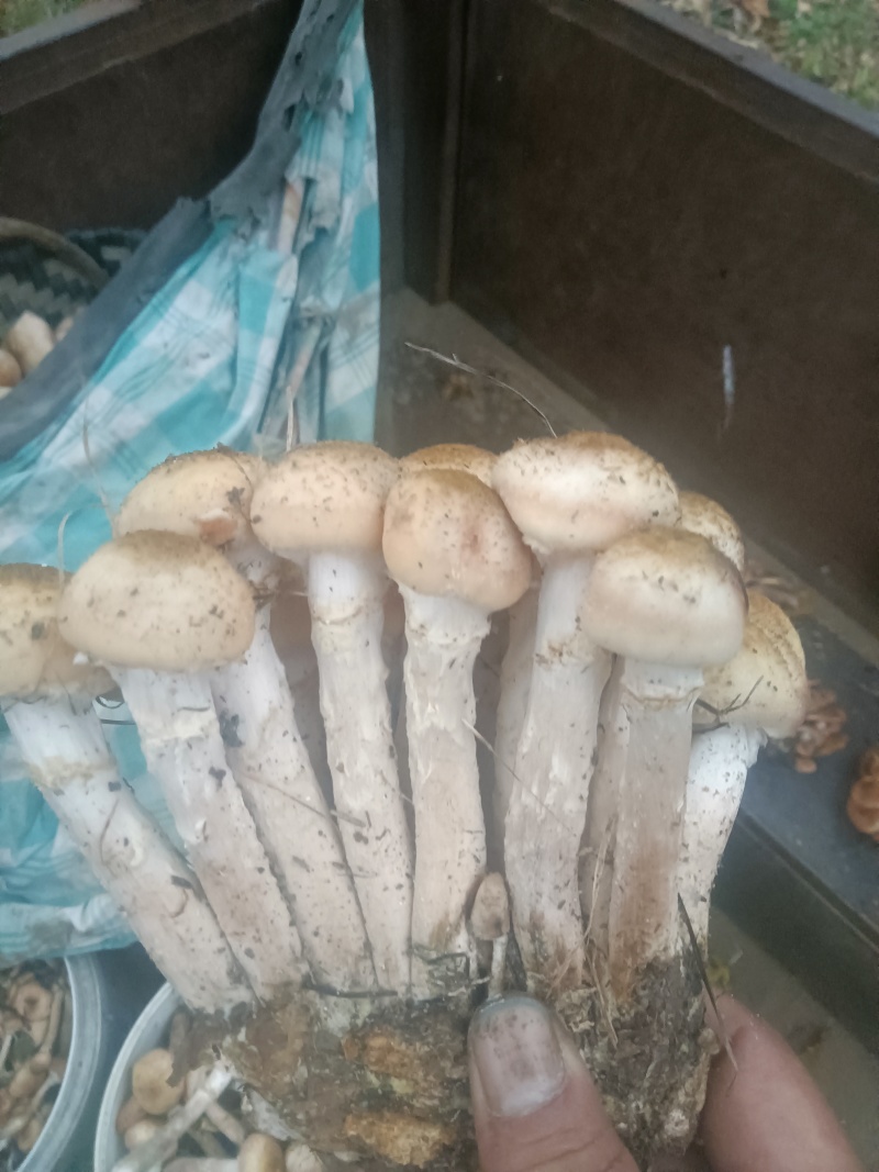 东北黑龙江野生蘑菇和没有农药没有化肥的纯绿色红小豆
