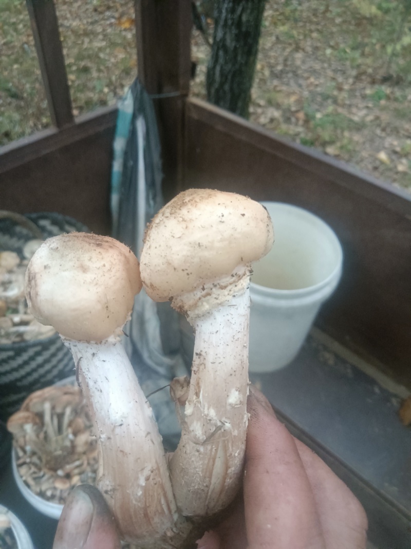 东北黑龙江野生蘑菇和没有农药没有化肥的纯绿色红小豆