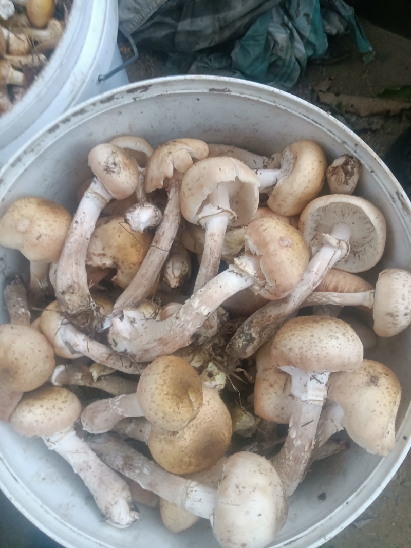 东北黑龙江野生蘑菇和没有农药没有化肥的纯绿色红小豆