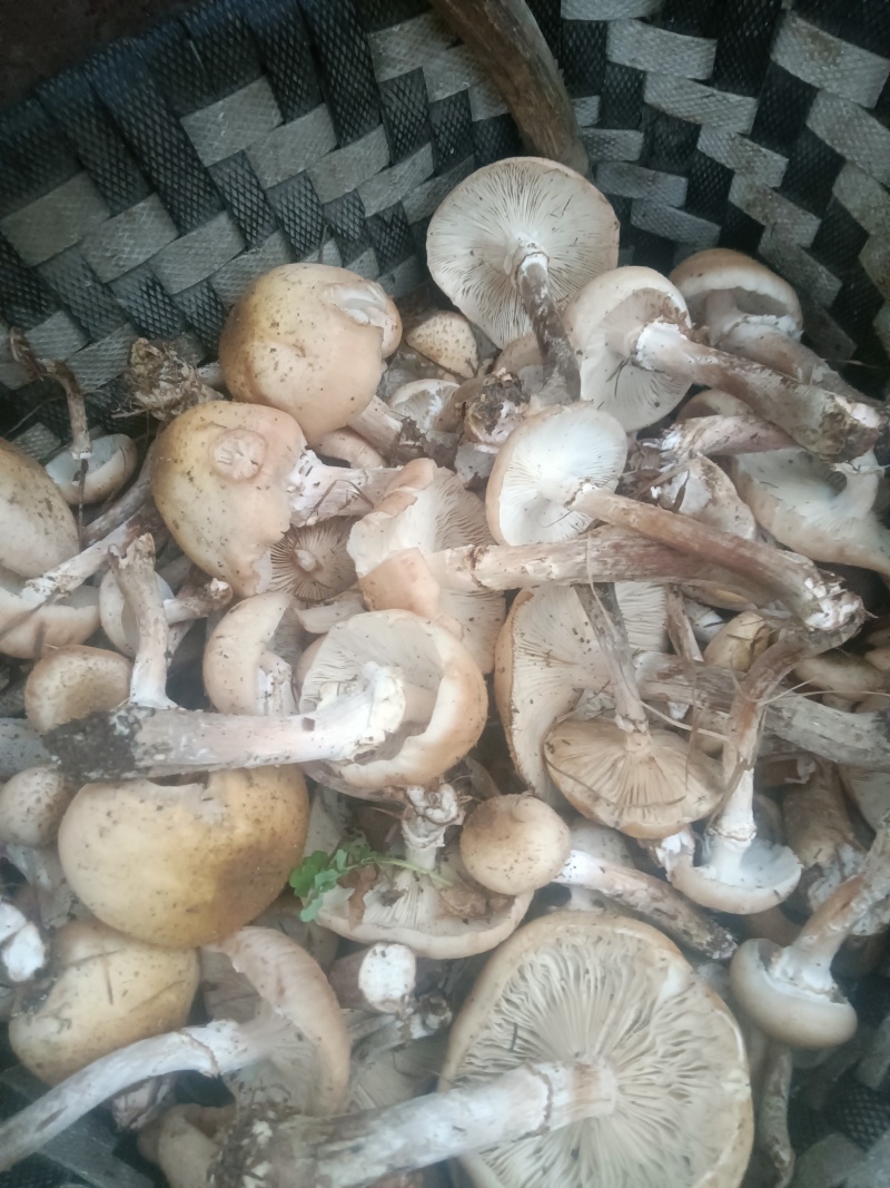 东北黑龙江野生蘑菇和没有农药没有化肥的纯绿色红小豆