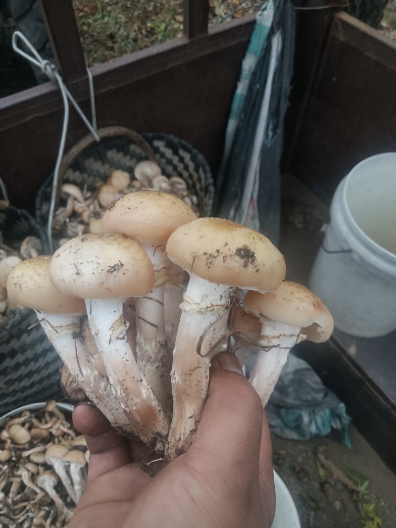 东北黑龙江野生蘑菇和没有农药没有化肥的纯绿色红小豆