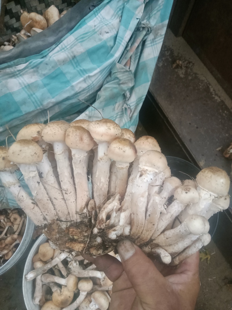 东北黑龙江野生蘑菇和没有农药没有化肥的纯绿色红小豆