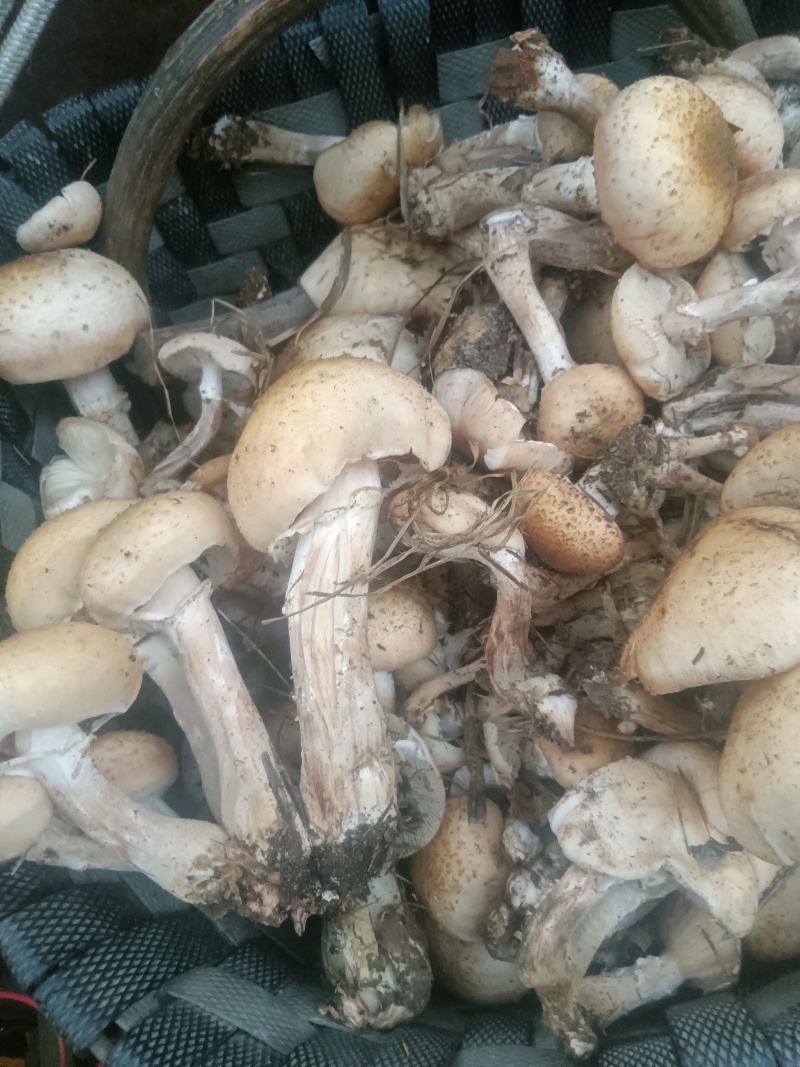 东北黑龙江野生蘑菇和没有农药没有化肥的纯绿色红小豆