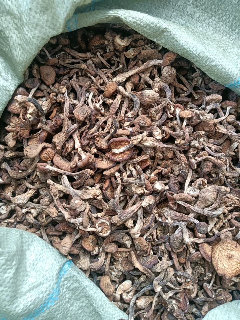 东北黑龙江野生蘑菇和没有农药没有化肥的纯绿色红小豆