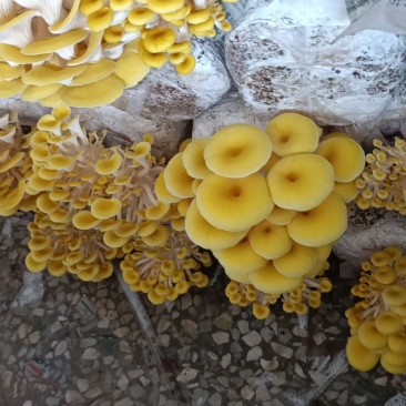 鲜品鸡油菇