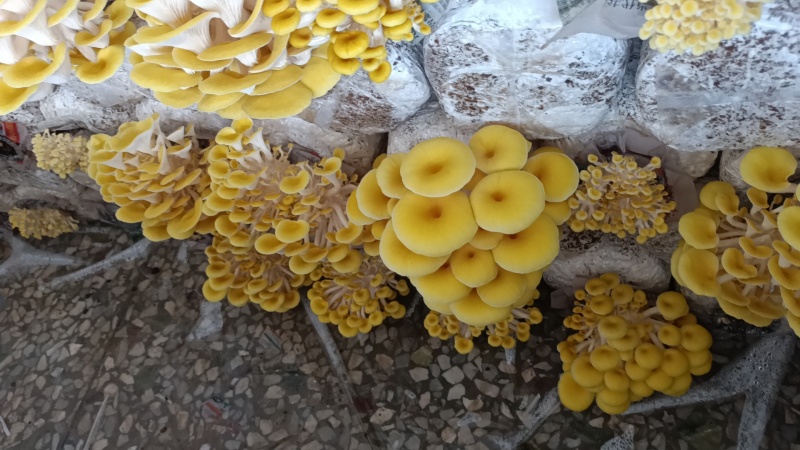 鲜品鸡油菇